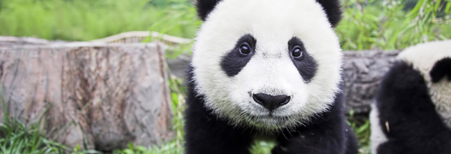 Google Panda Update